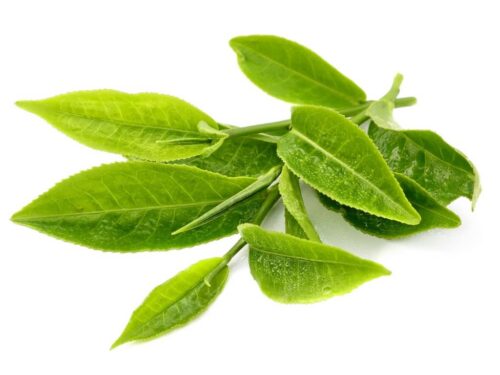 GREEN TEA LEAVES SMALL BUNDLE